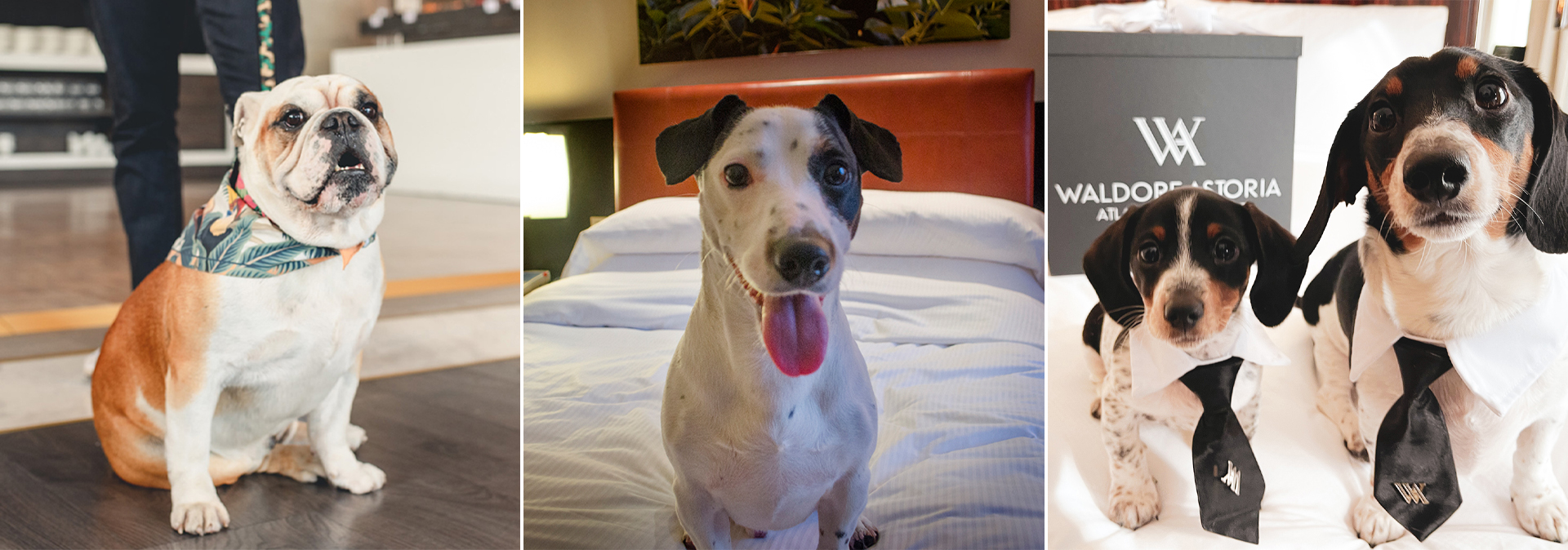 Dog-friendly hotels pamper pets as well as their owners