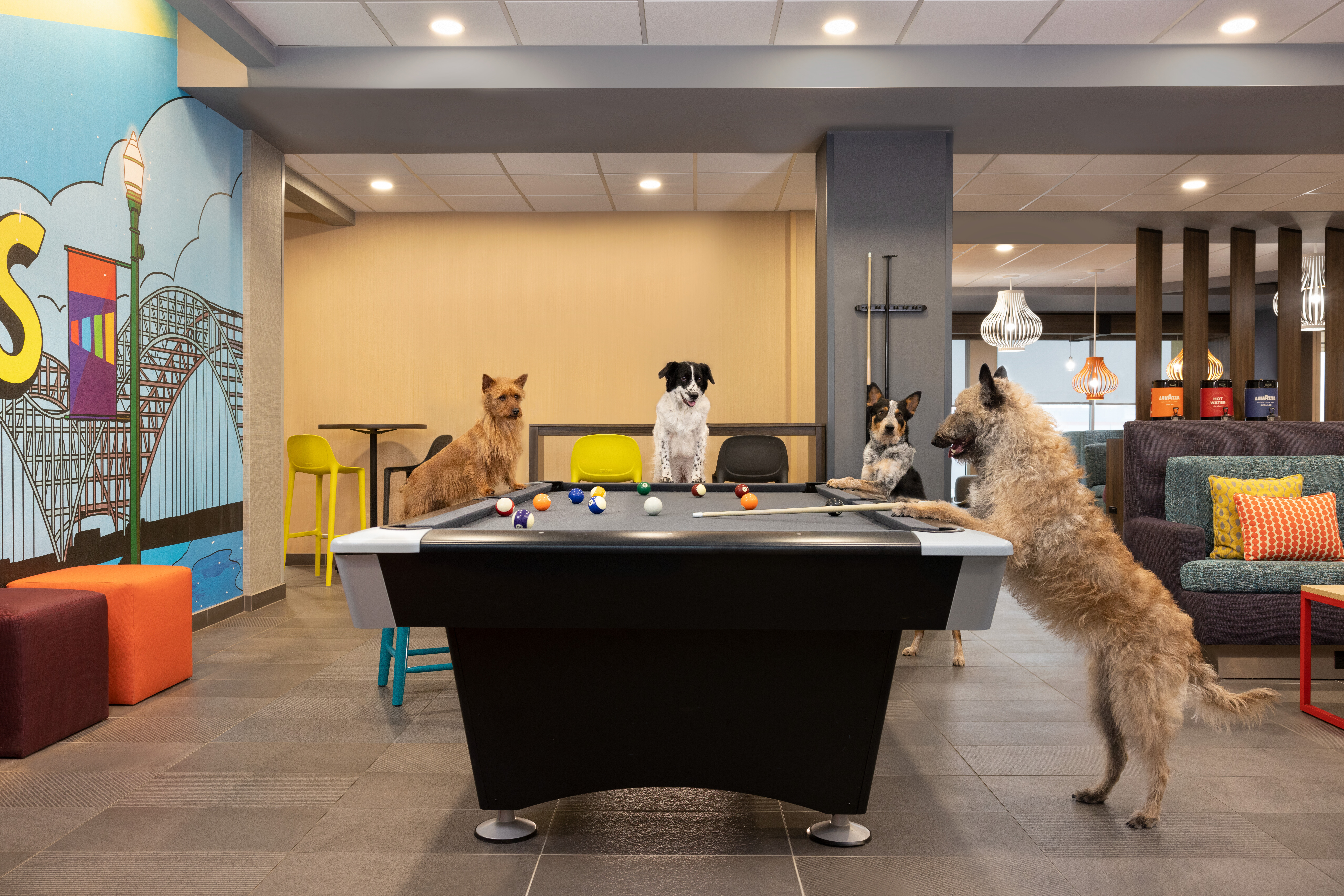Pet-Friendly Hilton Brands in 2023 [Policies, Deposits, Size]